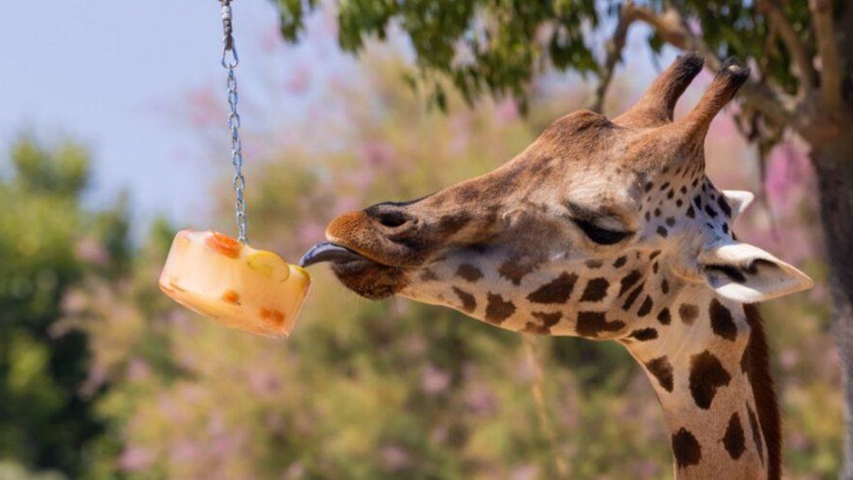 Granizados de gusanos o helados de caldo: cómo combaten el calor de los animales en este zoo de Barcelona