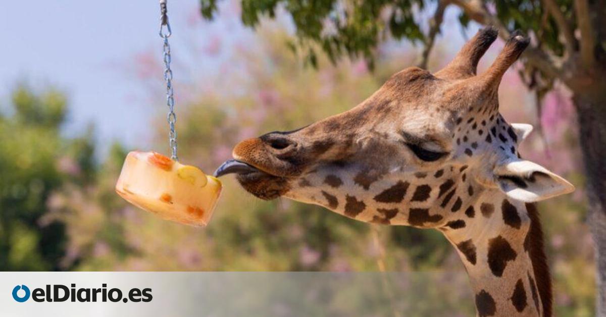 Granizados de gusanos o helados de caldo: cómo combaten el calor de los animales en este zoo de Barcelona