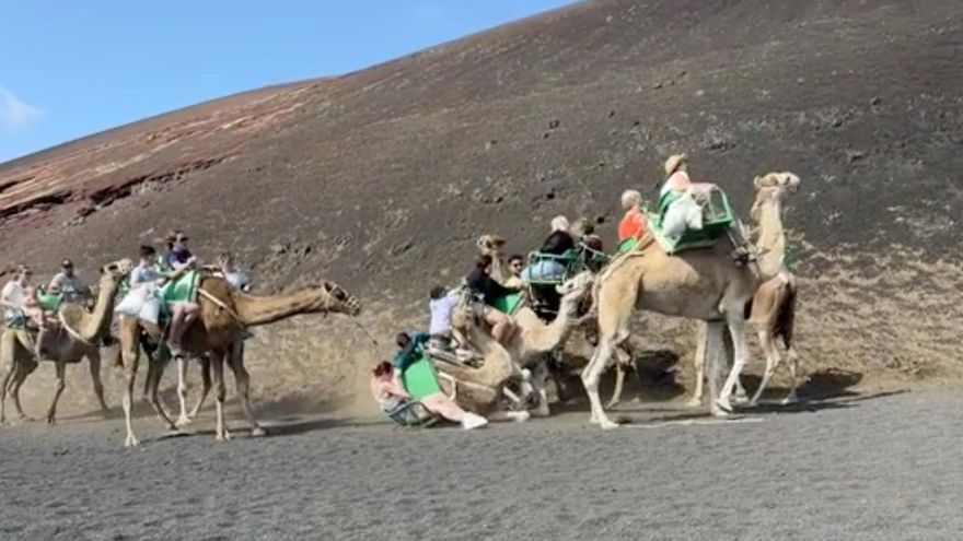 Un vídeo viral reaviva las críticas a los paseos en camello en Lanzarote por "trato inadecuado"