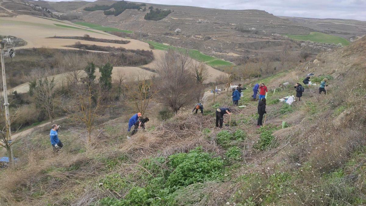 120 nuevos árboles y un club de lectura en Treviana