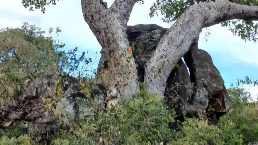 Este árbol africano convierte el CO₂ en piedra y mejora el suelo mientras da fruto