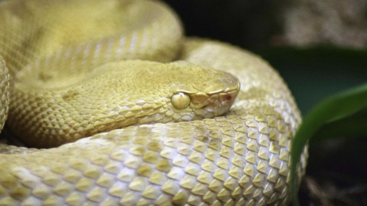 Además del aislamiento, la degradación del hábitat, la endogamia y el tráfico de fauna han mermado la población de Bothrops insularis