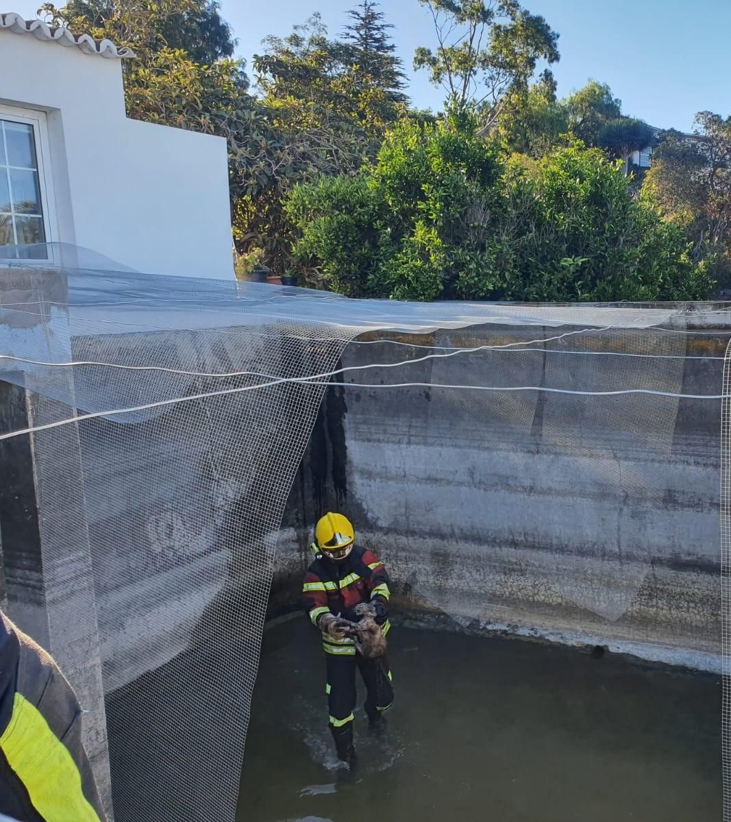 Un momento del rescate de el gato. BOMBEROS LA PALMA