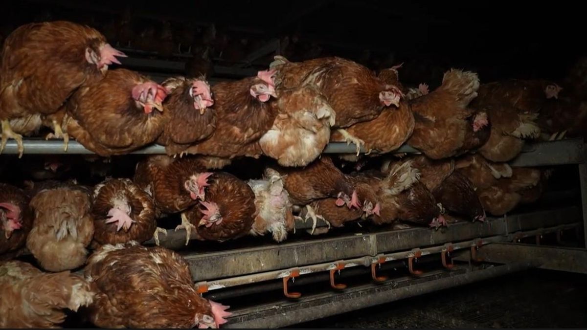 La ‘granja dels horrors’ que amuntega gallines vives i mortes serà multada amb 200.100 euros per irregularitats greus