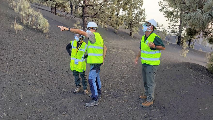 El pino canario y los lagartos, las especies más afectadas por el volcán
