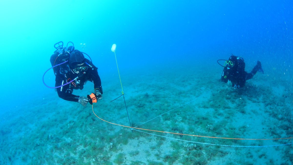 Dos buzos delimitan en el suelo marino los espacios donde se colocarán las plántulas.