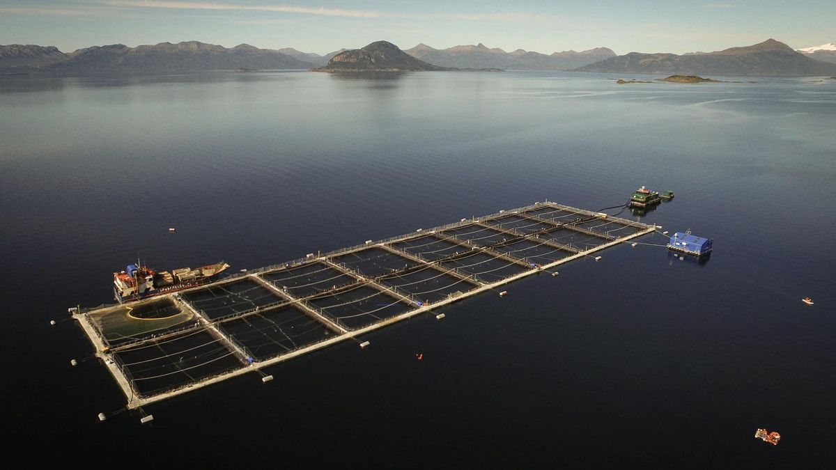 Jaulas de salmón en la Patagonia chilena operadas por la empresa multinacional Mitsubishi. La pesca comercial del salmón comenzó en Chile en la década de 1970, y actualmente el país domina el mercado mundial junto a Noruega.