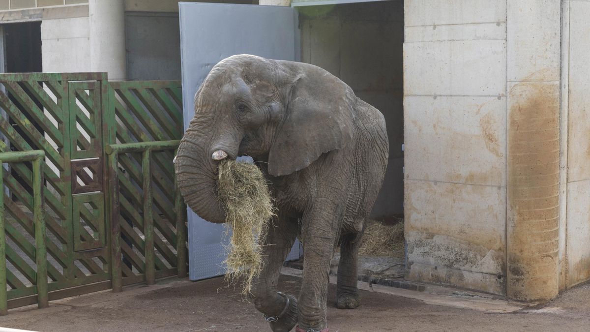 Muere en Cabárceno el elefante Jums tras una pelea con su hijo