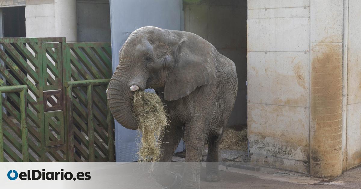 Matar al padre: el elefante Jums muere en Cabárceno tras una pelea con uno de sus 21 hijos por liderar la manada