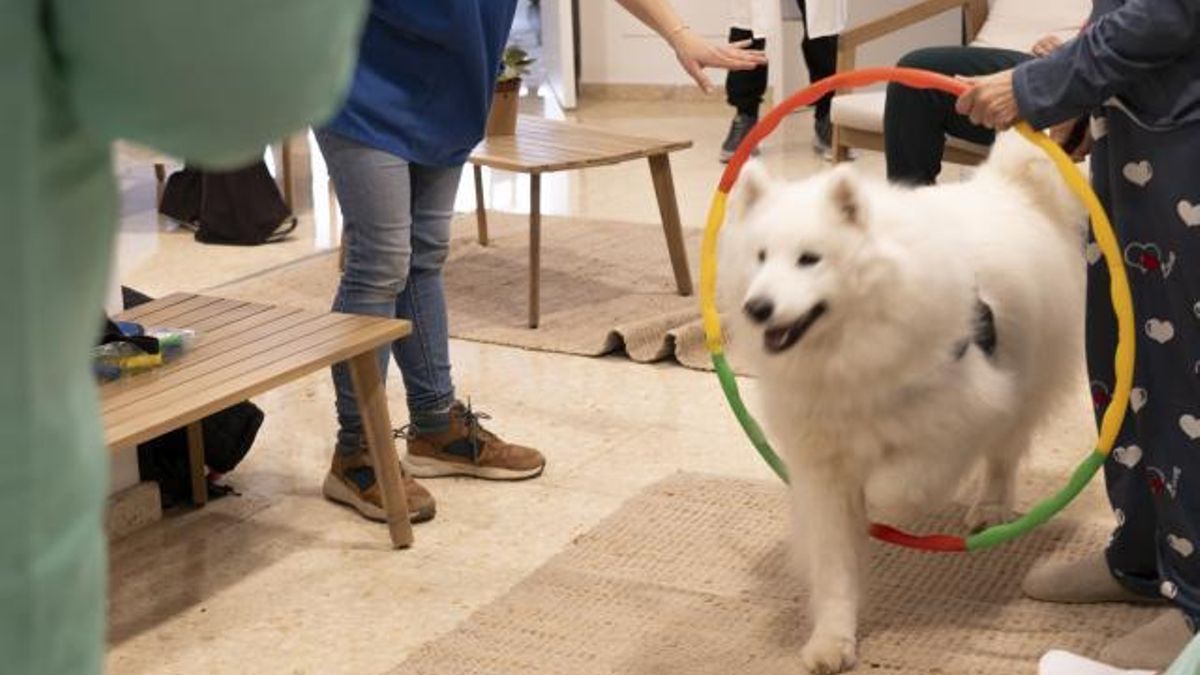 Mushu y Keisy, los perros que trabajan para mejorar la salud mental en el Hospital Universitario de Bellvitge en Barcelona