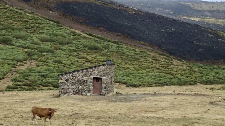 Zonas de pasto quemadas en el incendio originado en Porto (Zamora) este mes.