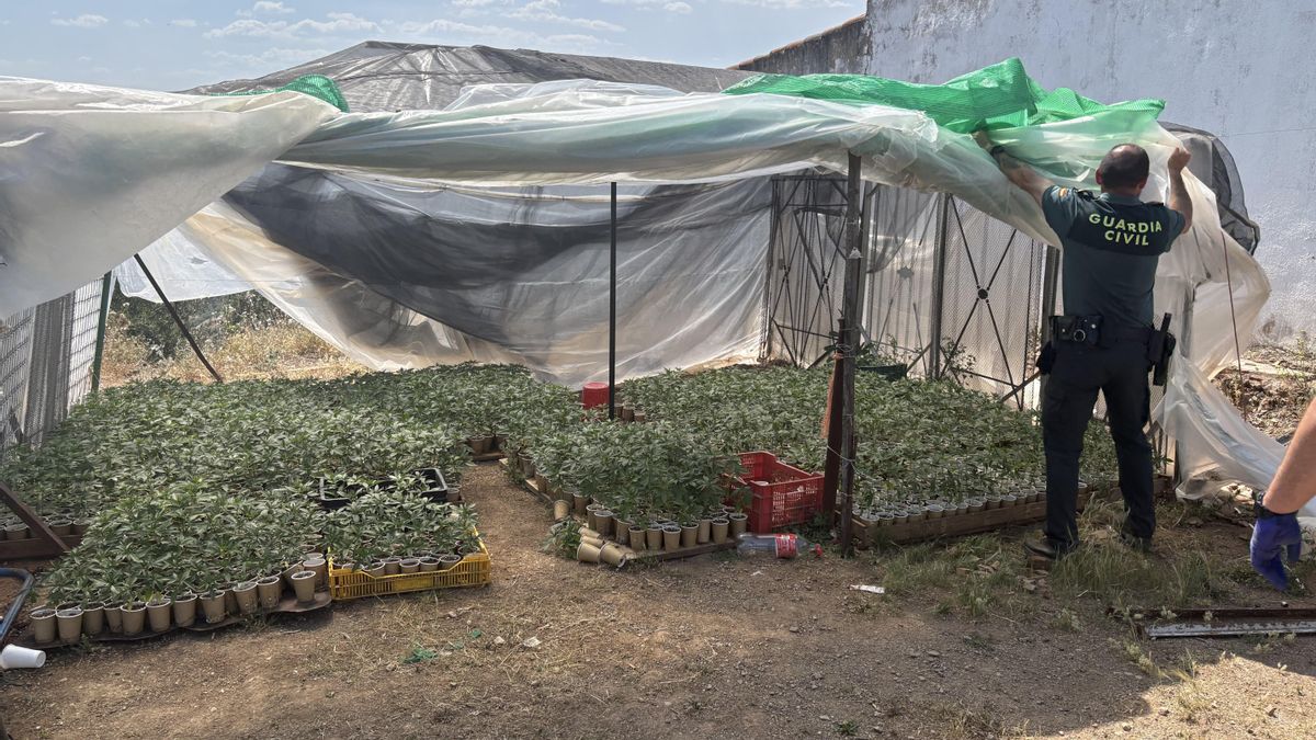 Cultivo ilegal de marihuana descubierto por la Guardia Civil.