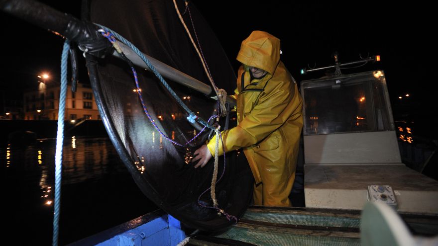 El Gobierno vasco suspende la campaña de la angula ante la crítica situación de la especie