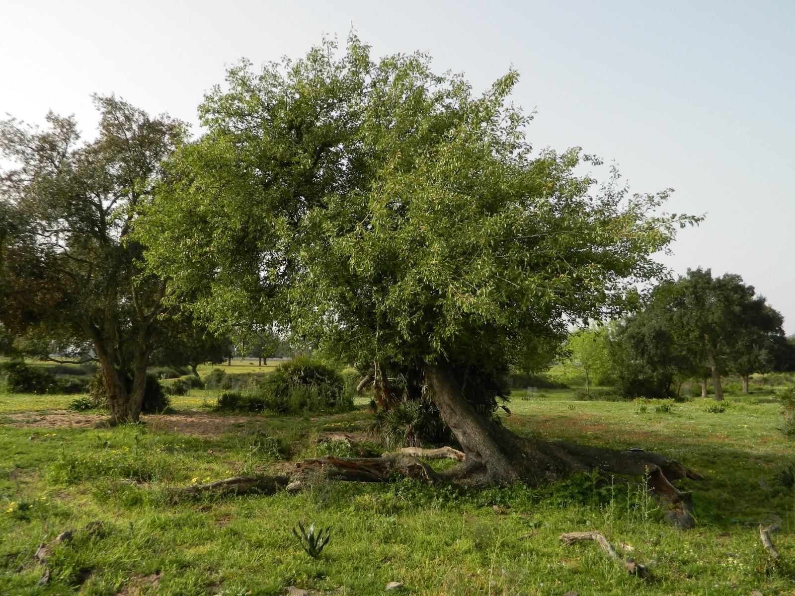 Un peral silvestre en Doñana.