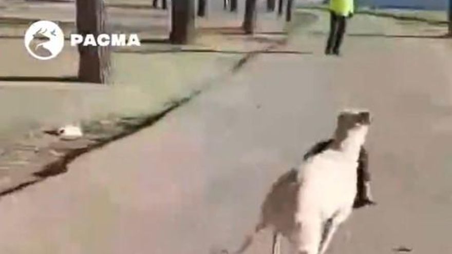 Denuncian a dos galgueros por cazar gatos en una colonia felina de Albacete con sus perros