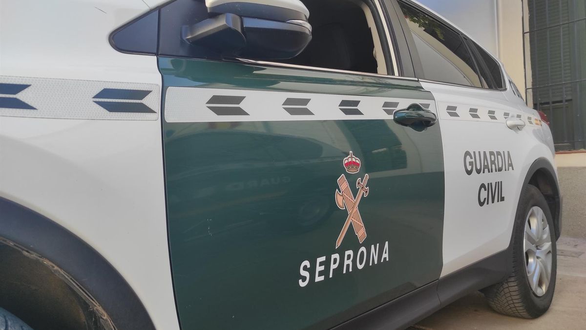 La Guardia Civil detiene a un profesor de equitación por maltratar a su caballo durante un campeonato de salto en Gran Canaria