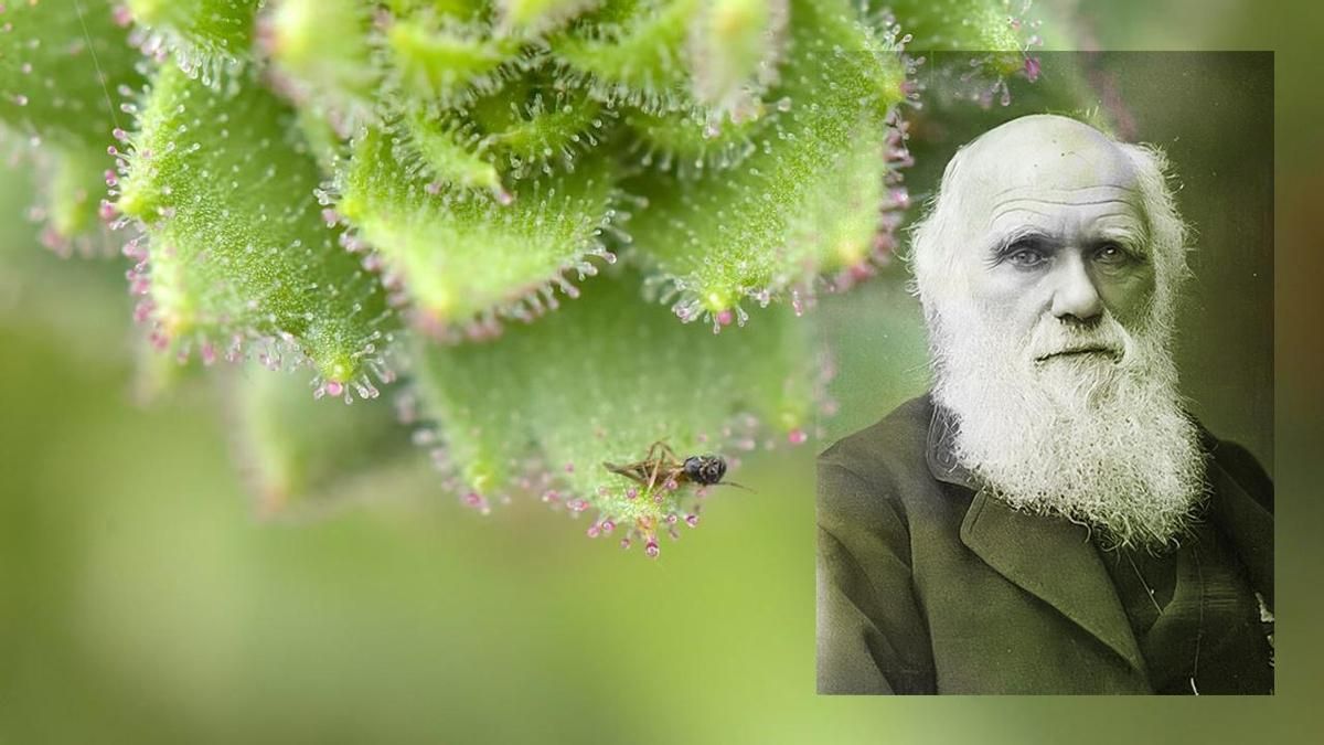 Darwin tenía razón: la ciencia confirma 150 años después que esta pequeña planta es una devoradora de insectos