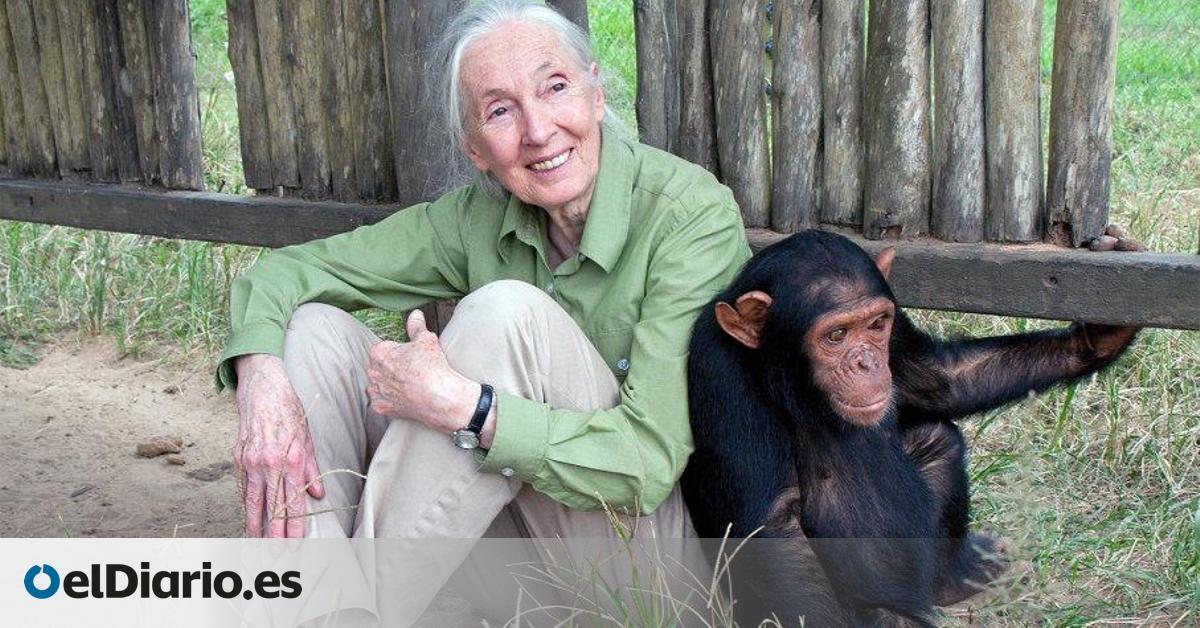 La última lección de la primatóloga Jane Goodall antes de morir dirigida a los jóvenes que quieren cambiar el mundo: “Una de mis mayores razones para tener esperanza en este mundo herido es la juventud”