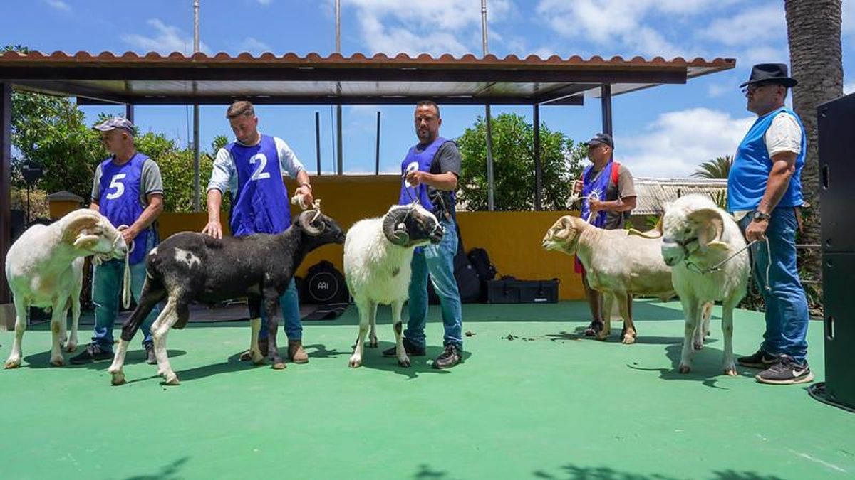 Feria de ganado en Gran Canaria.