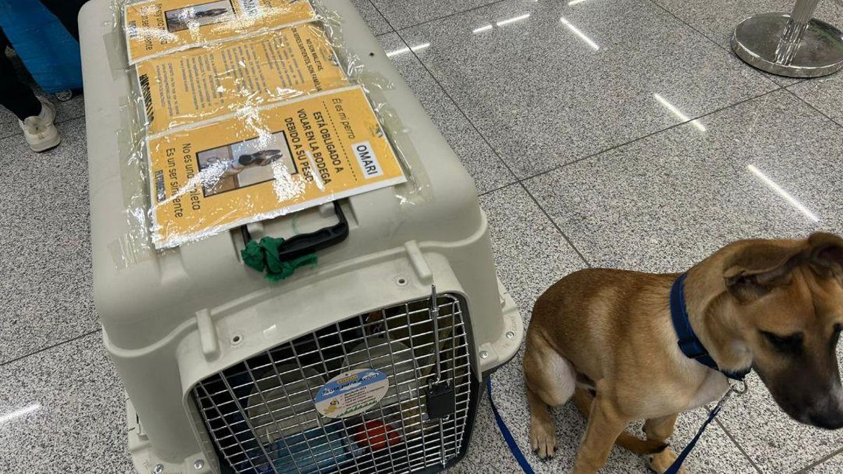 La cruel realidad del transporte aéreo de animales domésticos