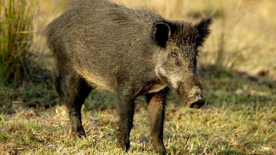 Archivo - Un jabalí
