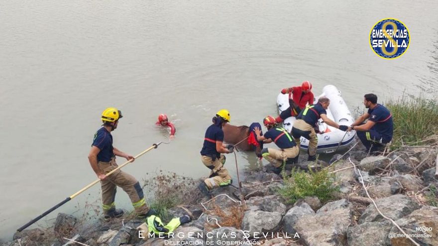 Los bomberos cubrieron la cabeza del animal para evitarle estrés.