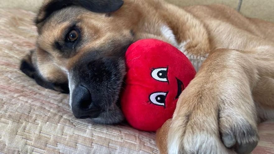 "Desde hace un mes nadie se ocupa de la recogida de animales abandonos en La Rioja", denuncia el PSOE de La Rioja