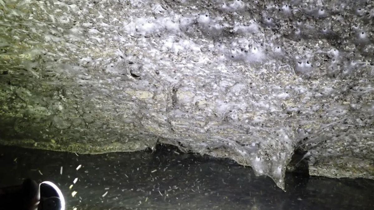En la llamada Cueva del Azufre, los manantiales liberan hidrógeno sulfurado que las bacterias transforman en nutrientes mediante quimiosíntesis