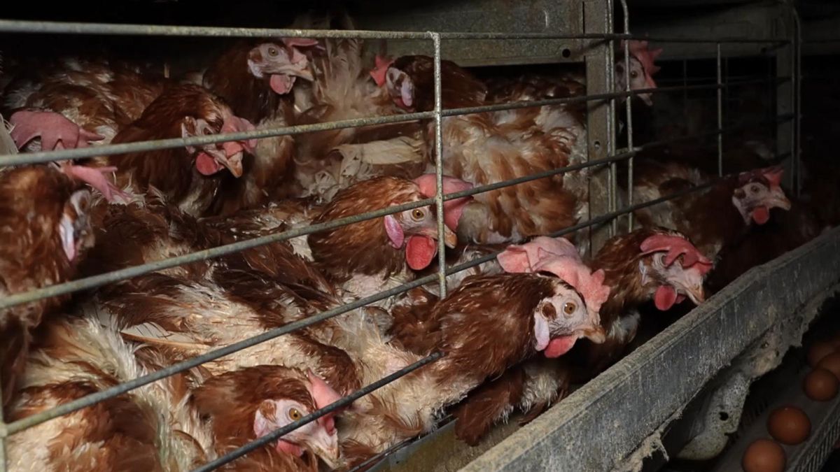 Las gallinas en jaula conviven hacinadas y amontonadas, lo que puede ser causa de estrés.