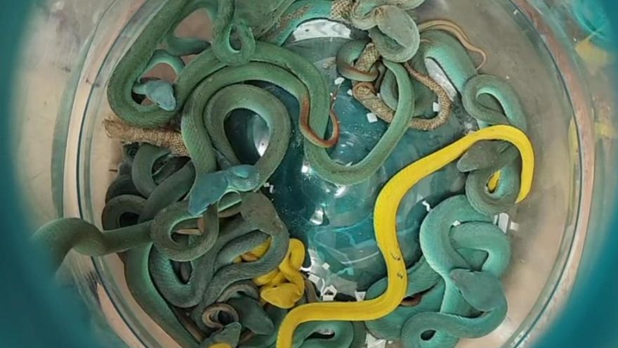 Detenido en India un pasajero que voló desde Tailandia con una maleta llena de serpientes