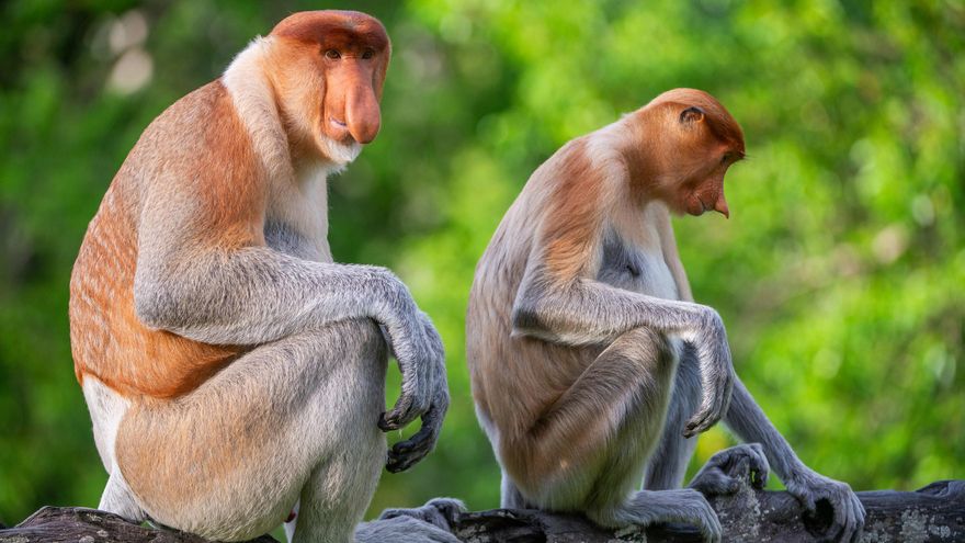 Cuando ellas tienen el control: qué factores explican el poder femenino entre primates