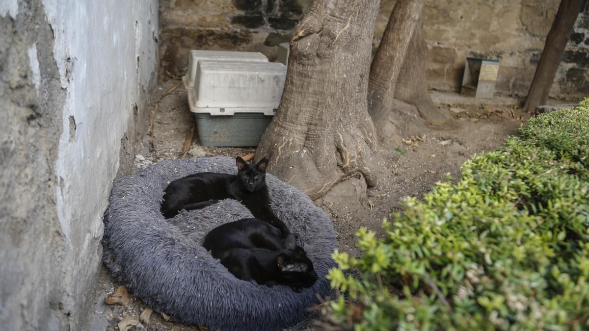 Gatos de una colonia felina en Córdoba.