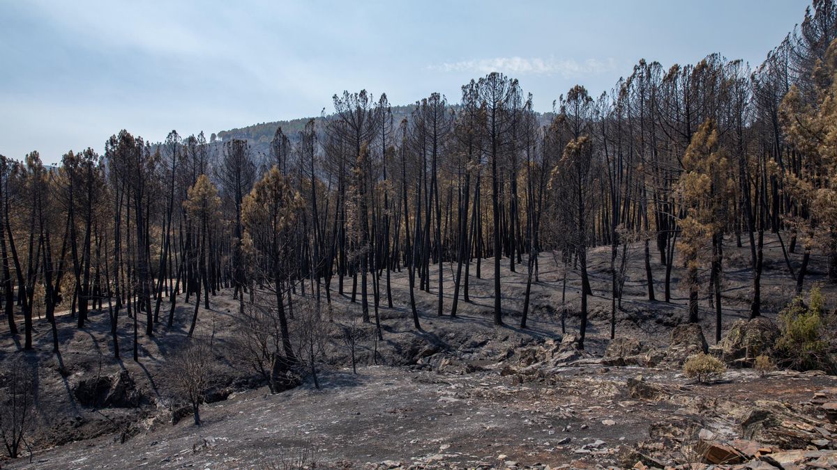 Extinguido el incendio de La Mierla tras más de 50 días: evacuó más de 30 municipios y quemó 32.000 hectáreas