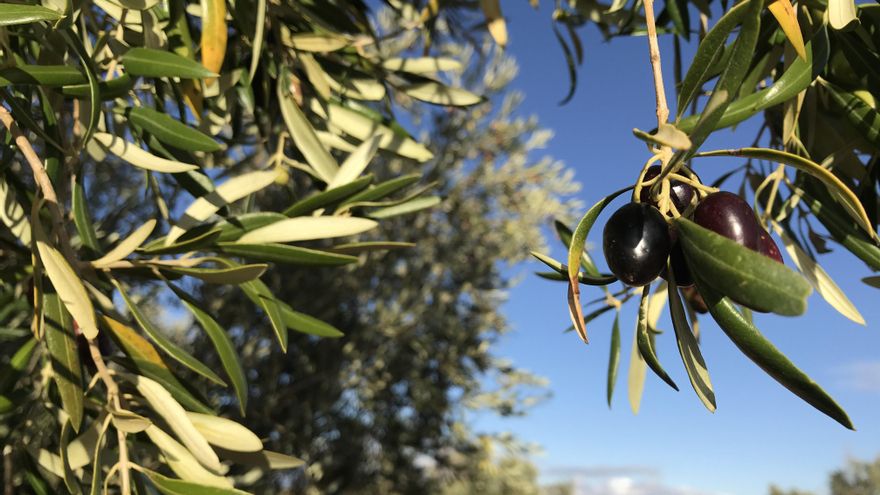 Castilla-La Mancha publicará instrucciones sanitarias para las campañas agrarias de 2021 que mejoren los rastreos COVID