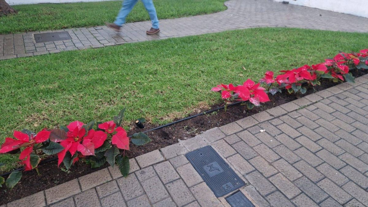 Arucas condena los actos vandálicos contra la decoración navideña y las flores de Pascua en varios distritos