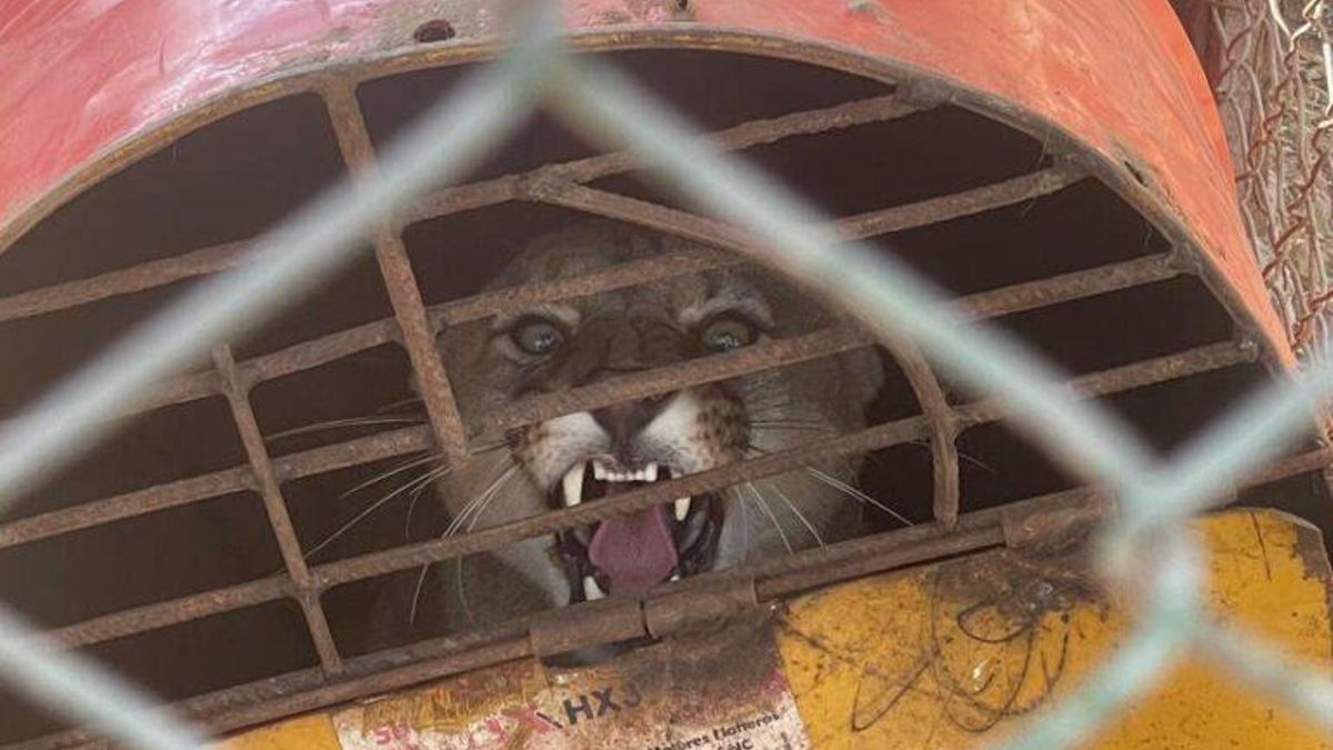 Un puma vivo fue hallado encerrado en el lodge de Guampacha, de la empresa Caza & Safari.