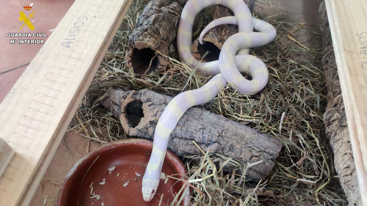 Serpiente incautada en Gran Canaria.