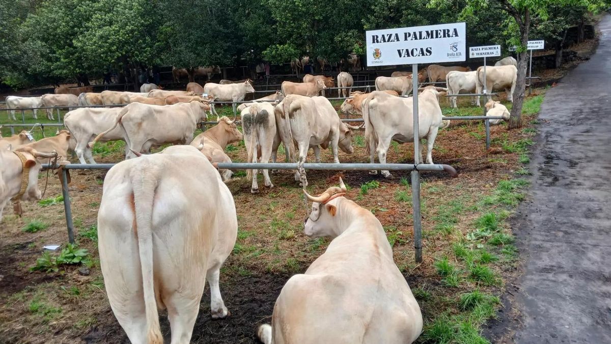 El Gobierno de Canarias aprueba la legalización  territorial de una explotación ganadera en Breña Alta