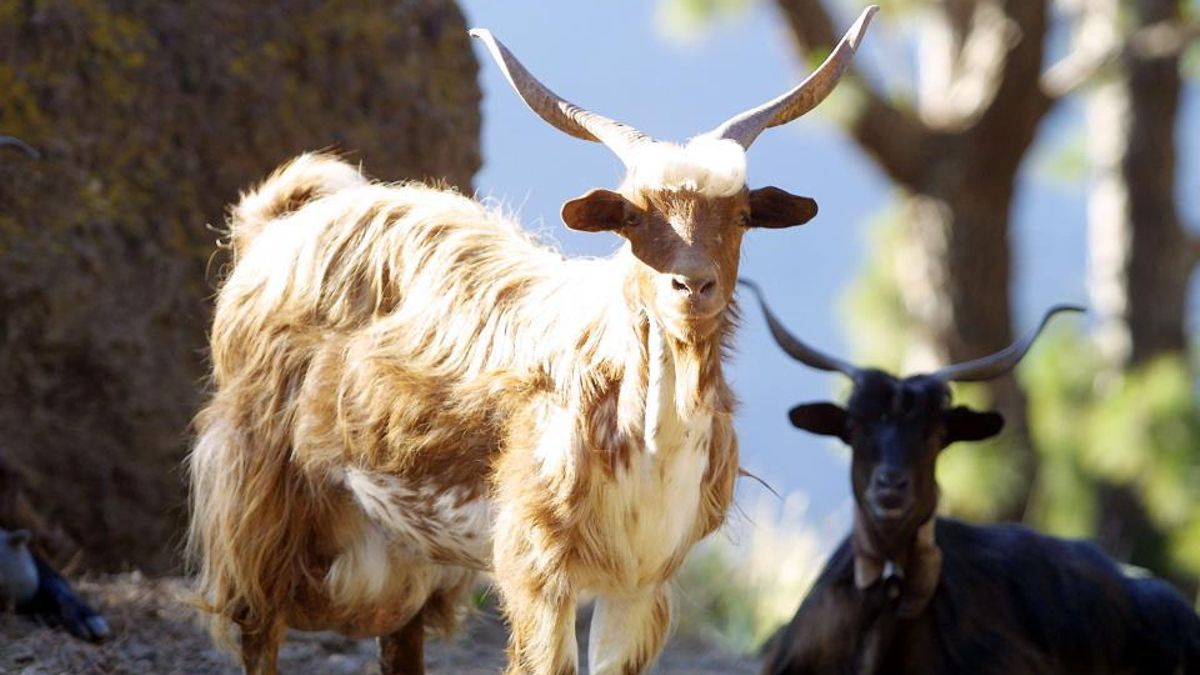 Las cabras actuales de Canarias son los únicos integrantes del "paquete neolítico" cuyo ADN no ha cambiado durante siglos