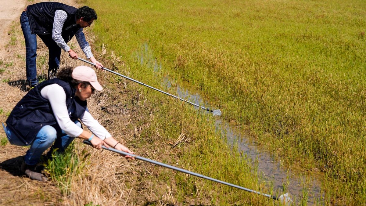 Recogida de muestras para el control de las poblaciones de mosquitos.