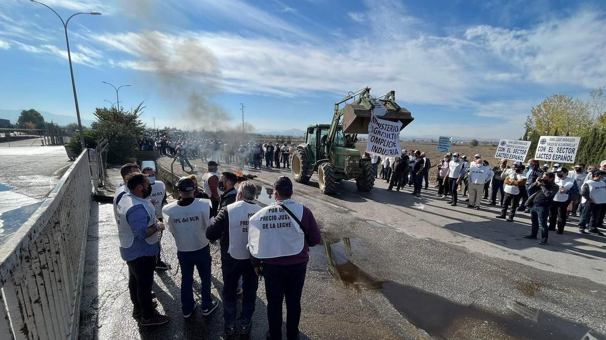 Un centenar de vehículos y 500 ganaderos recorrerán Talavera para pedir precios dignos para la leche
