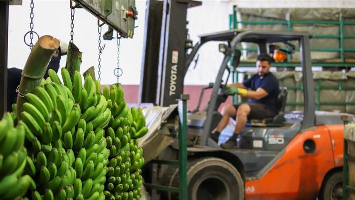 El mercado del plátano en la Península, aún más hundido: los agricultores ya solo reciben 0,36 euros/kilo