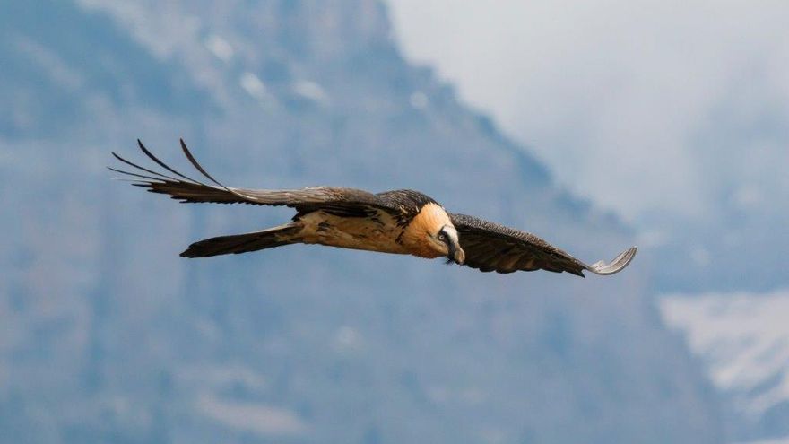 Cinco hembras de Quebrantahuesos criadas este año en Aragón vuelan ya en los Picos de Europa