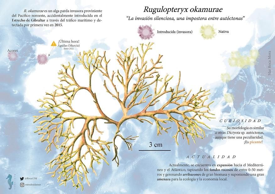 Ilustración científica del alga Rugulopteryx okamurae con su distribución original y las zonas en las que ha sido detectada como invasora.