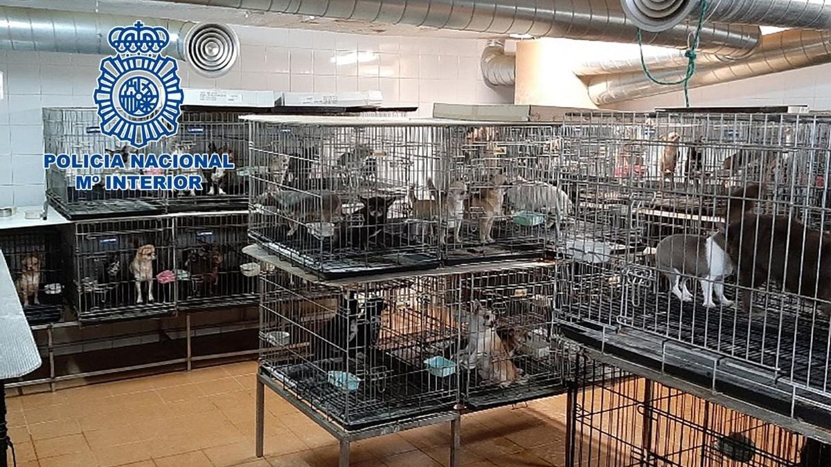 Detenidos dos veterinarios y rescatados de criaderos en Madrid 270 chihuahuas mutilados para no alertar a los vecinos