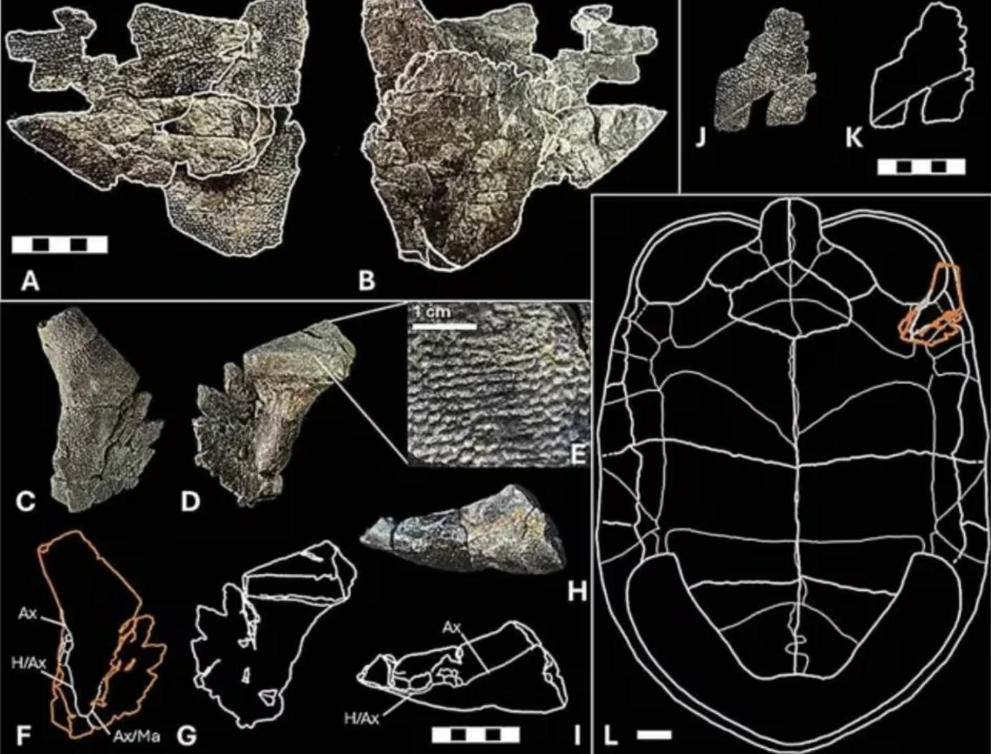 El estudio apunta a que estos animales se asentaron al sur de las actuales Alaska y Canadá hace más de 90 millones de años y quizá soportaron el frío excavando refugios o entrando en letargo