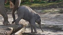 Bebé elefante en África