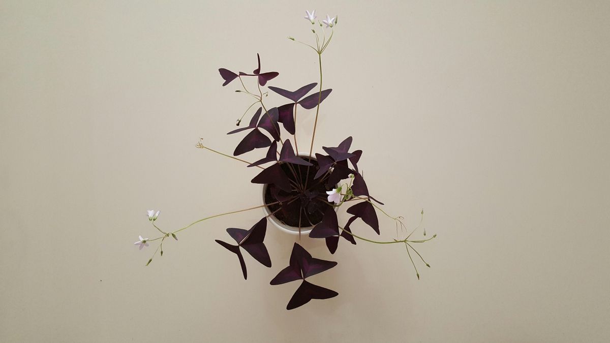 Esta es una planta perfecta si buscas algo distinto pero sin complicaciones.