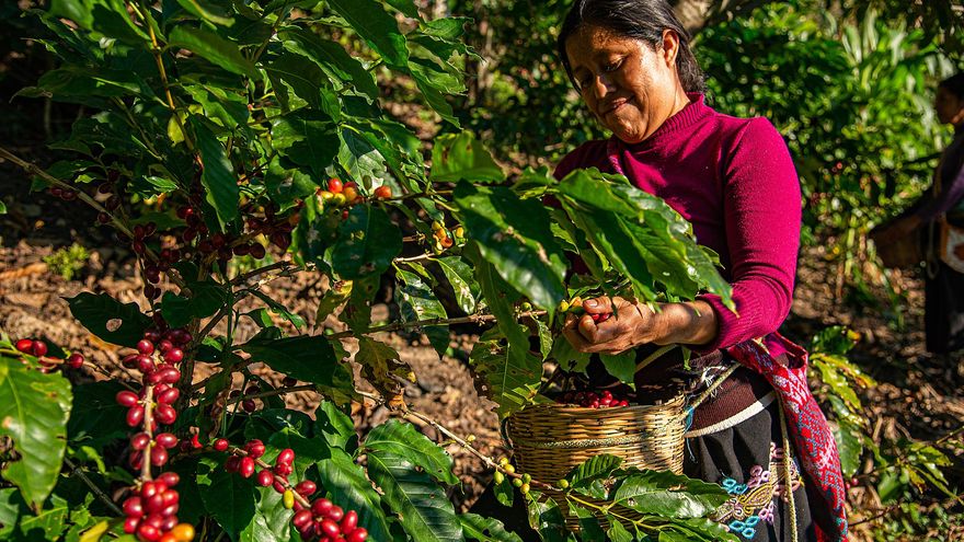 Los 5 lugares del mundo para los amantes del café: de dónde proviene esta maravilla en grano