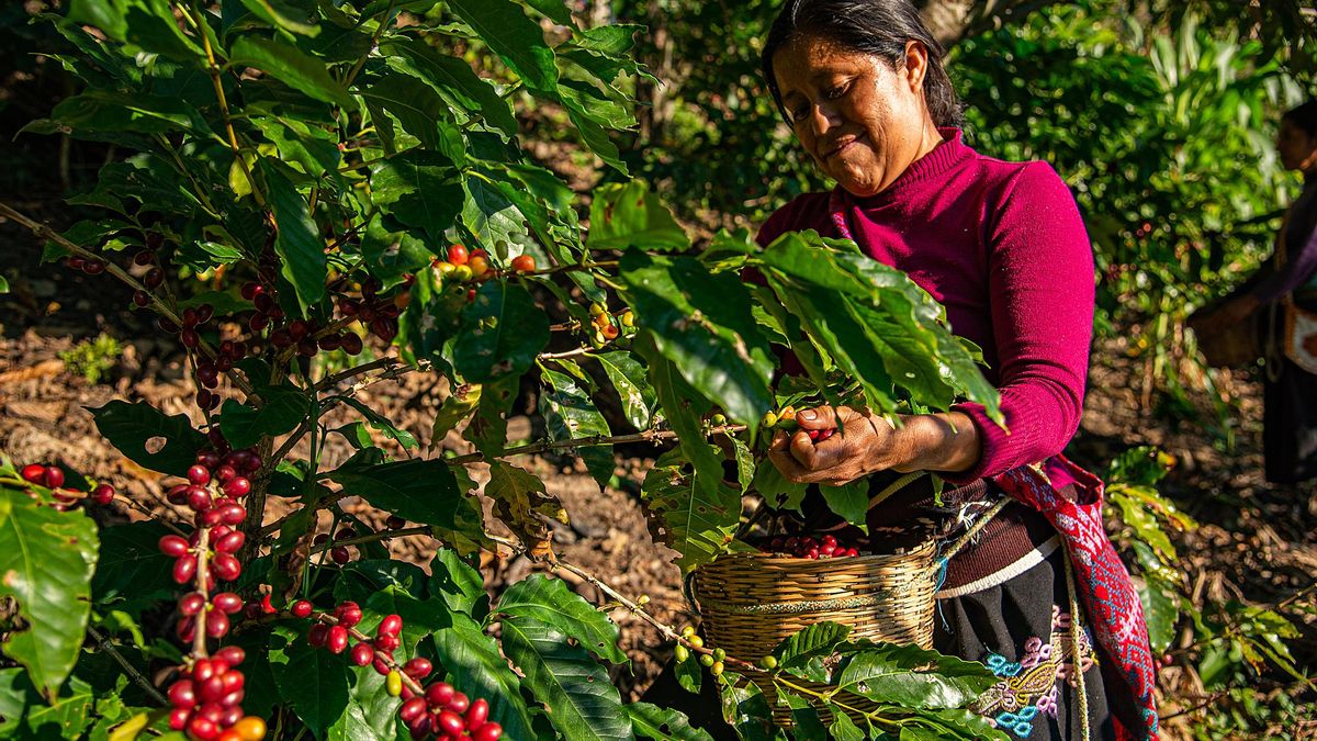 OCU razkril najslabšo kavo v supermarketih, medtem ko svetovno potovanje razkriva bistvo kave